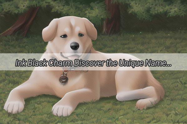 Ink Black Charm Discover the Unique Names of the Most Enigmatic Shiba Inus